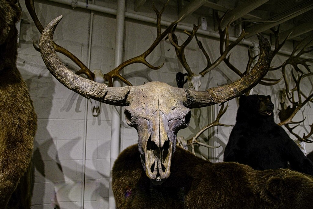 Bison Skull by horter
