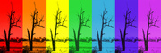 1st Mar 2024 - Rainbow Tree