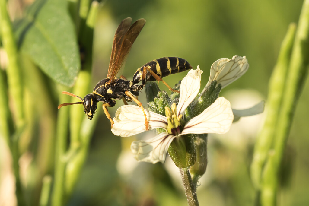 Wasp by dkbarnett
