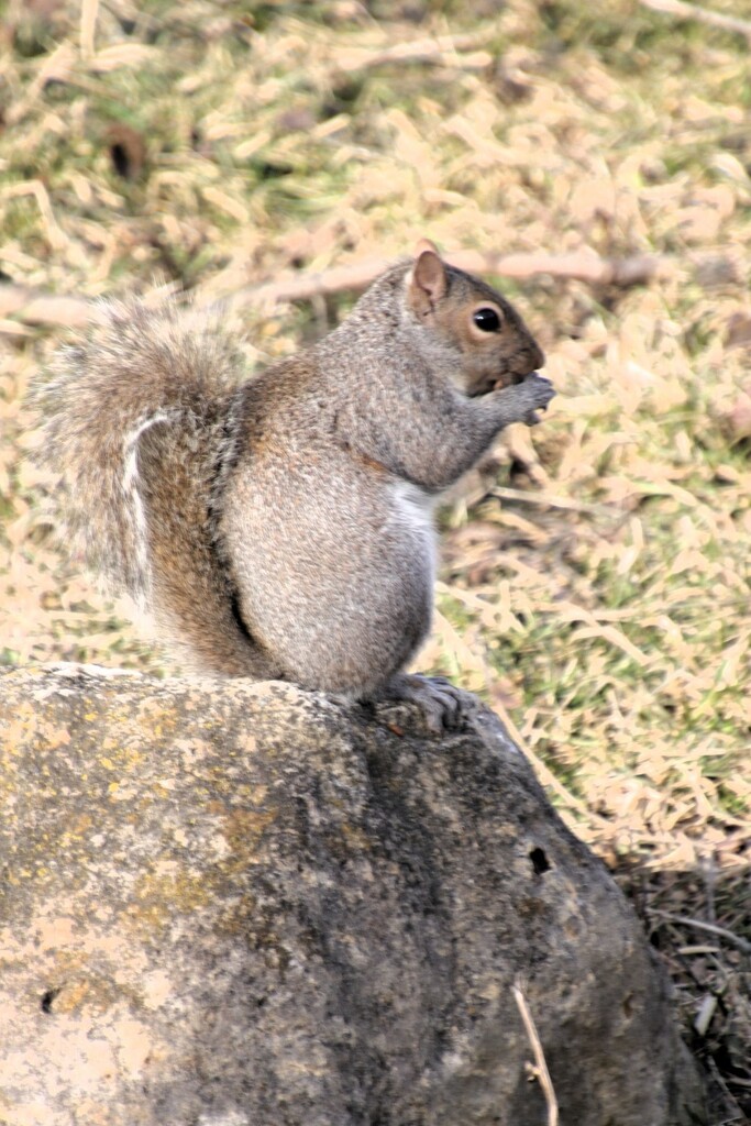Squirrel On A Rock by randy23
