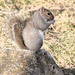 Squirrel On A Rock