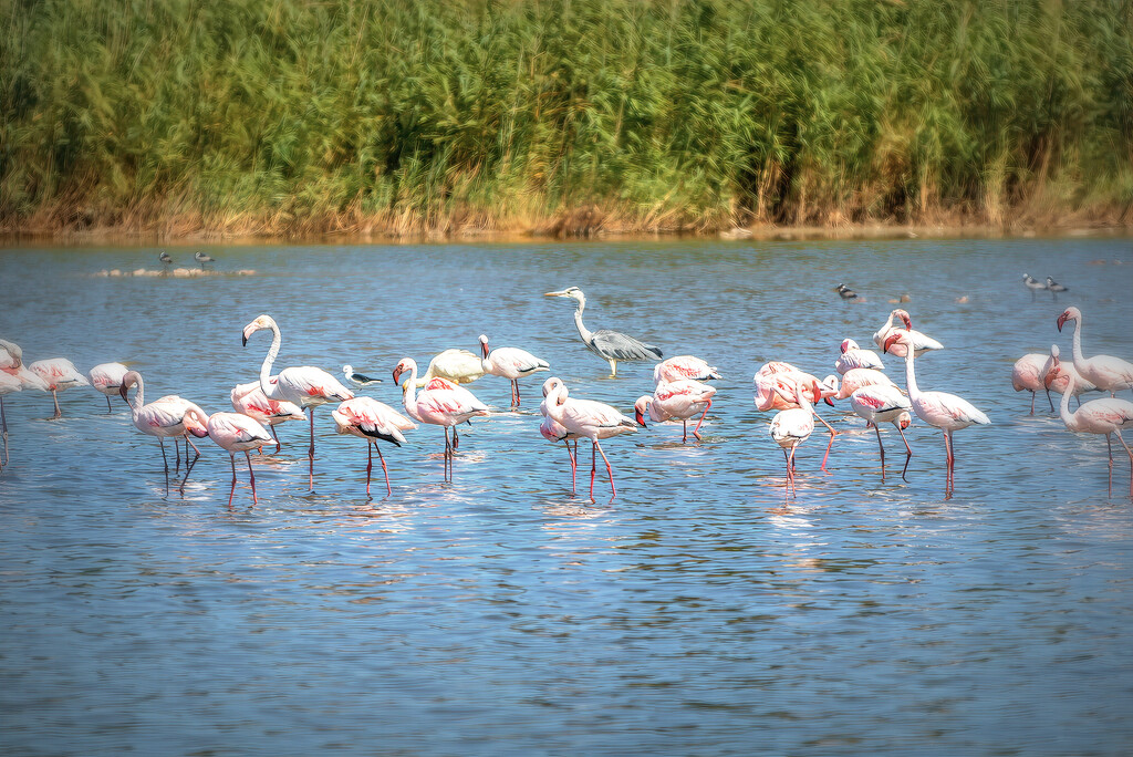 Flamingo Friday by ludwigsdiana