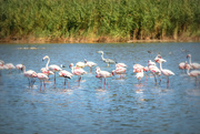 1st Mar 2024 - Flamingo Friday