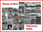 1st Mar 2024 - Flash of Red 2024