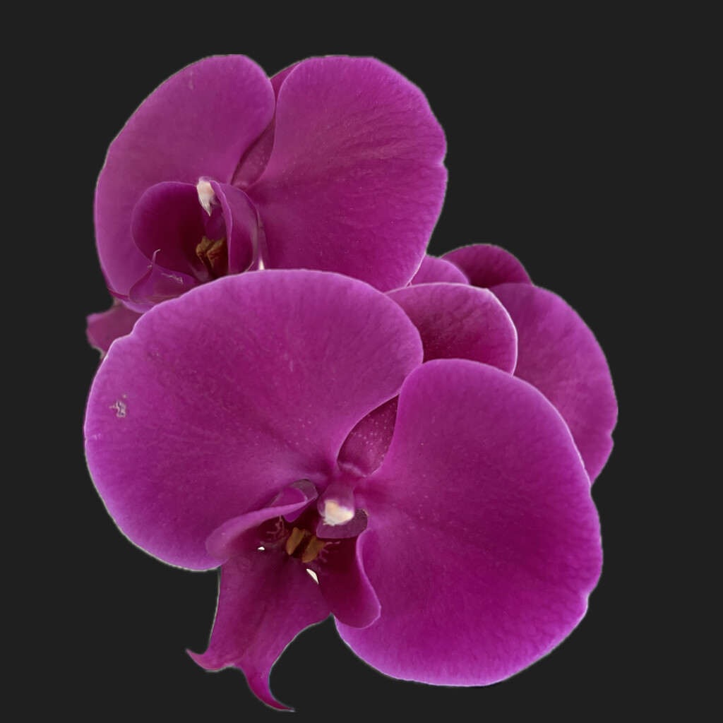 Orchid flower by lizgooster