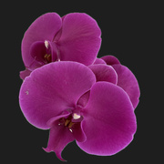 26th Feb 2024 - Orchid flower