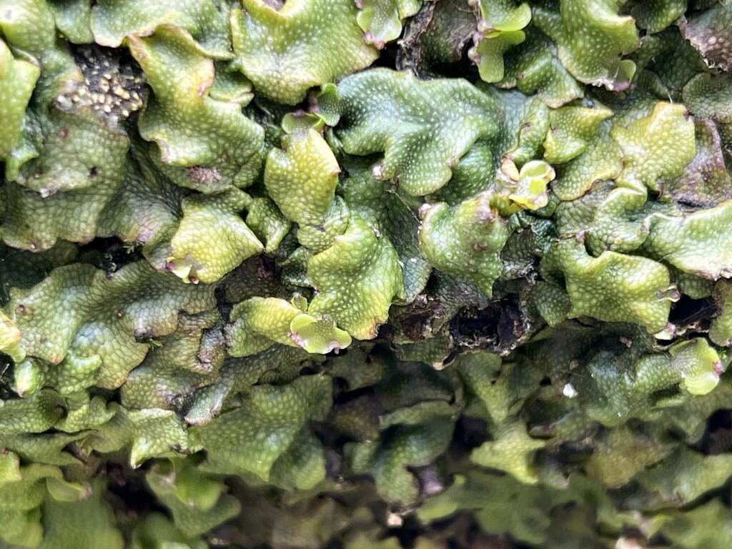 Great Scented Liverwort by tinley23