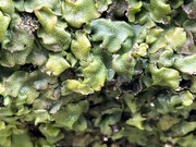 29th Feb 2024 - Great Scented Liverwort