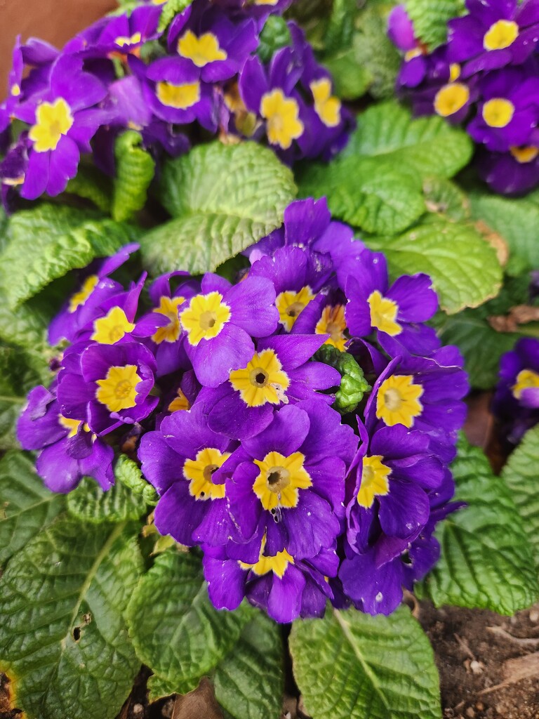 Purple Blossom by mariaostrowski