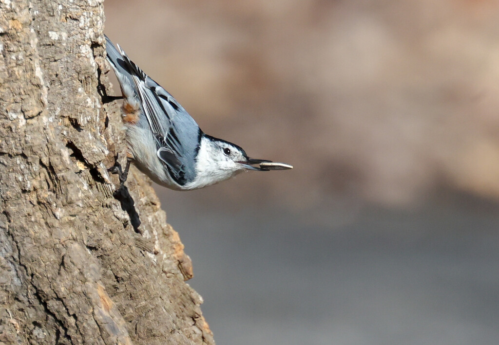 White-breasted Nuthatch by corinnec