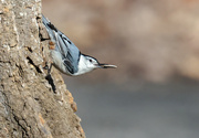 1st Mar 2024 - White-breasted Nuthatch