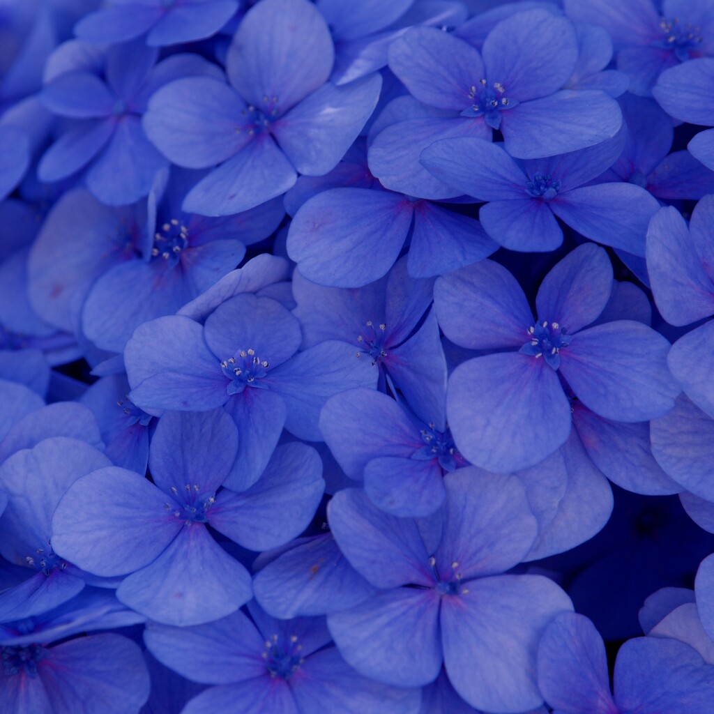 I Can't Resist Blue Hydrangeas P1268819 by merrelyn