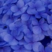 I Can't Resist Blue Hydrangeas P1268819
