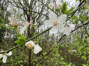 1st Mar 2024 - Blossom