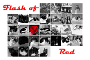 1st Mar 2024 - Flash of Red February 2024
