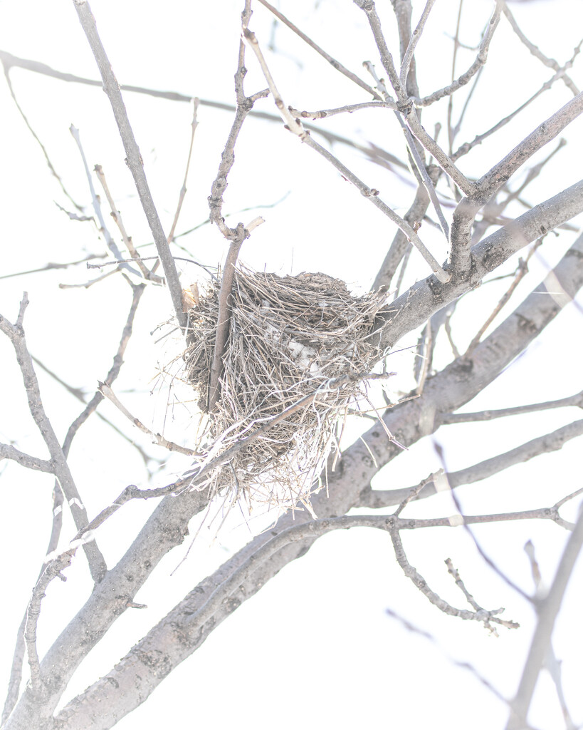 old nest by aecasey