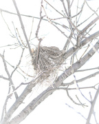 29th Feb 2024 - old nest