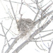 old nest