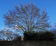 1st Mar 2024 - Tree