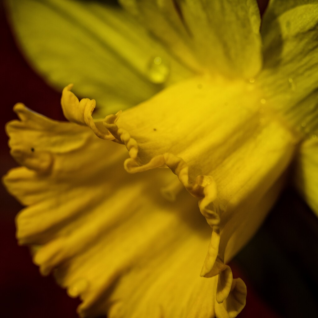 St David’s Day by anncooke76