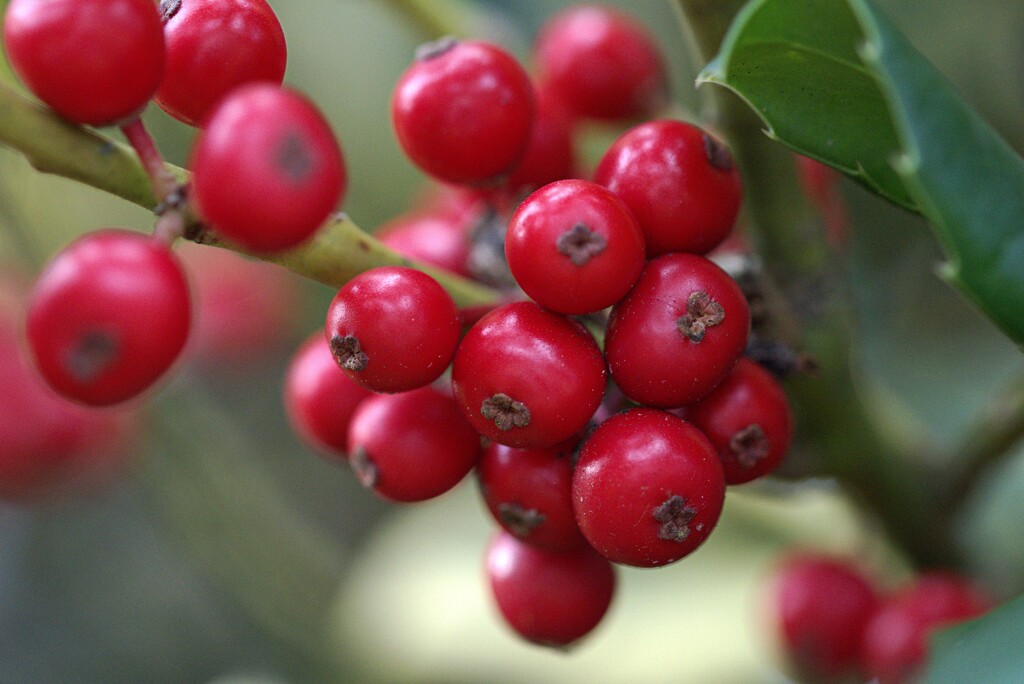 holly berries by ollyfran