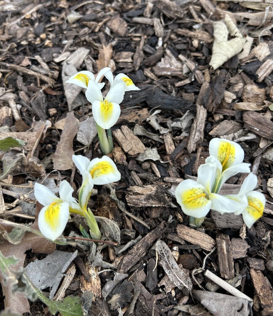 Little Iris bulbs.  by dolores