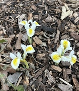 1st Mar 2024 - Little Iris bulbs. 