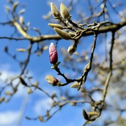 1st Mar 2024 - Spring's in the air :)