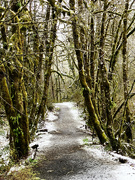 1st Mar 2024 - Snowy Trails