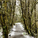 Snowy Trails by joysabin