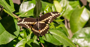 1st Mar 2024 - Giant Swallowtail Butterfly!