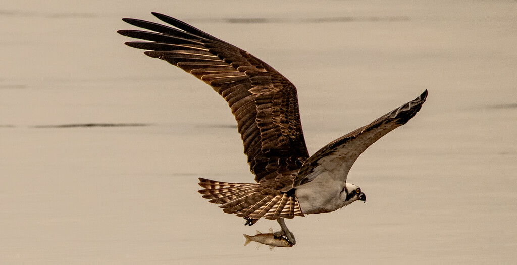 Osprey, After Lift Off! by rickster549