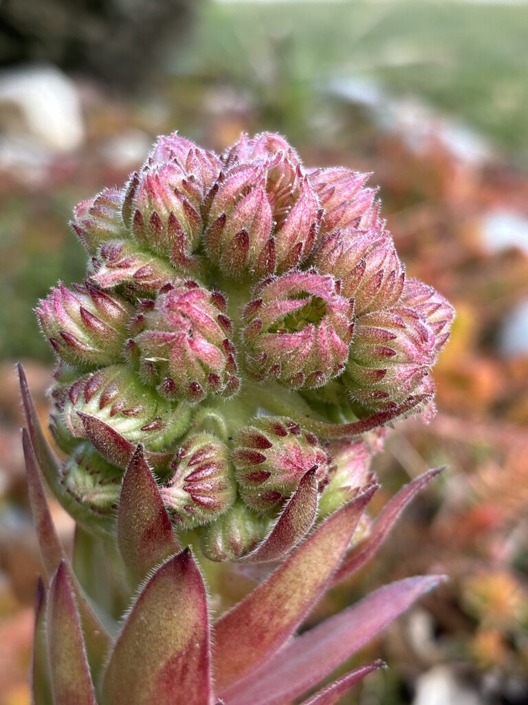 Preparing to burst open by pirish