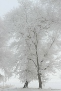 22nd Feb 2024 - snow scene