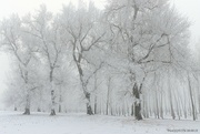 23rd Feb 2024 - snow scene