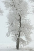 25th Feb 2024 - snow scene