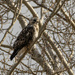 Rough-Legged Hawk by cwbill