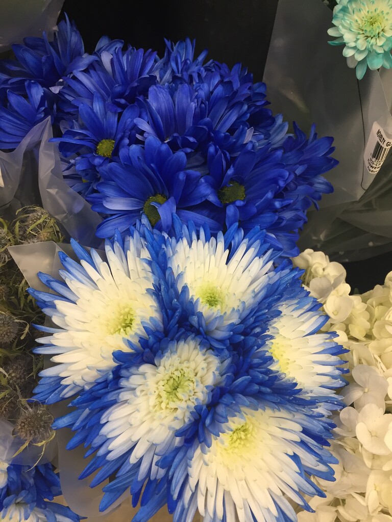 Blue and white flowers by kchuk