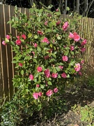 1st Mar 2024 - Camellia plant 