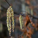 Catkins by neil_ge