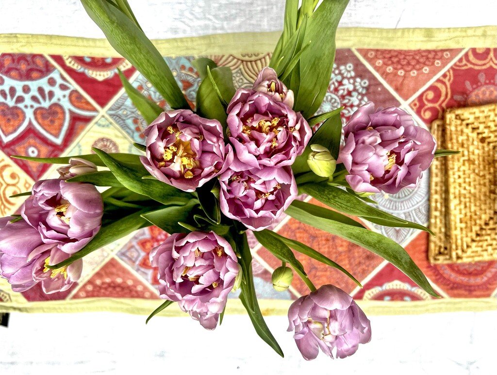 Tulip Season  by rensala