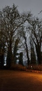 1st Mar 2024 - More night trees!