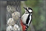 2nd Mar 2024 - Woodie Woodpecker 