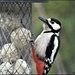 Woodie Woodpecker  by rosiekind