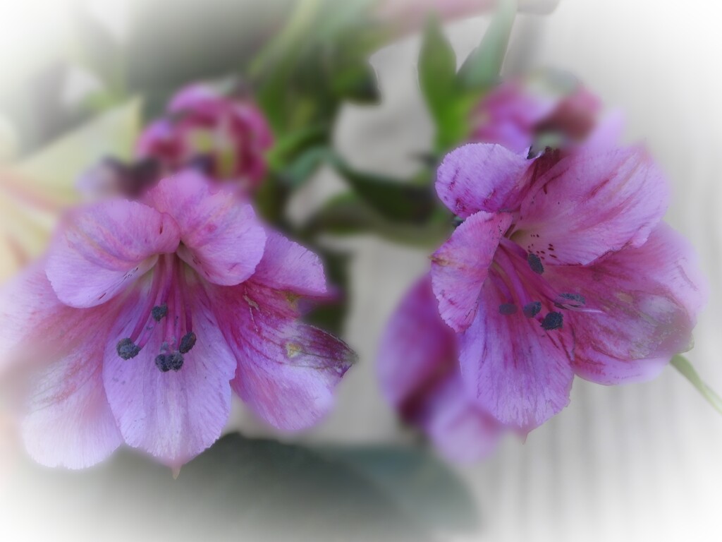 Purple lilies... by marlboromaam