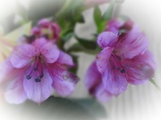 2nd Mar 2024 - Purple lilies...