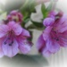 Purple lilies...