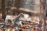 1st Feb 2024 - Nutty little squirrel 