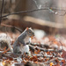 Nutty little squirrel  by mistyhammond
