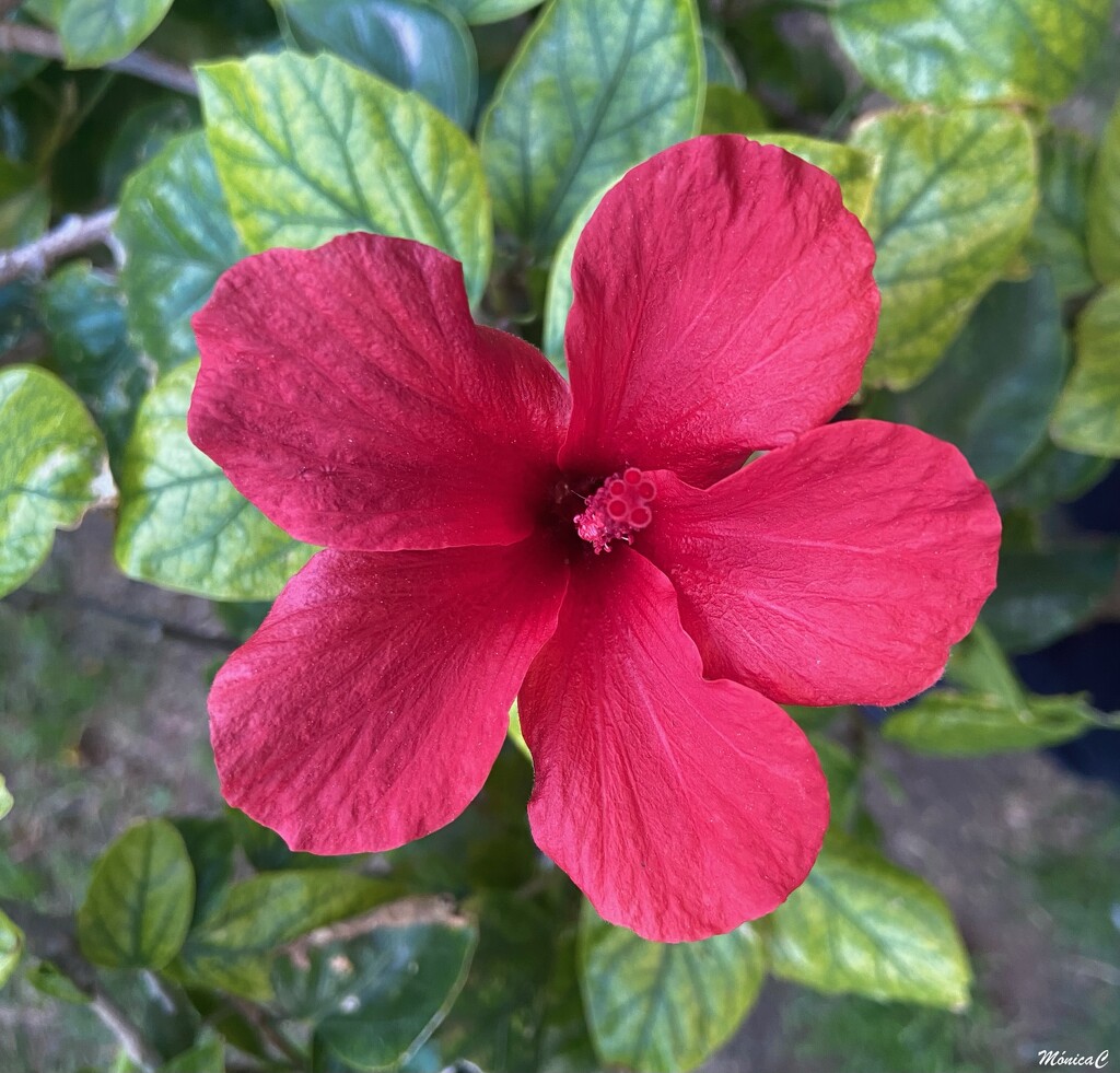 Red hibiscus by monicac